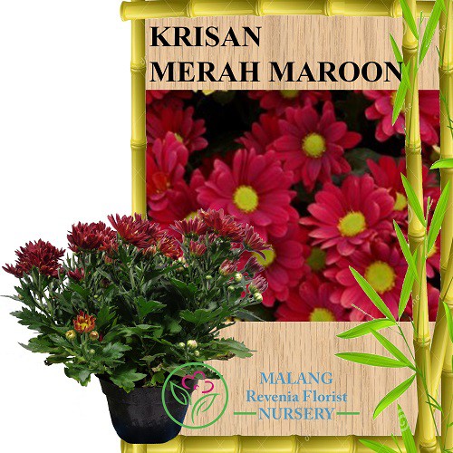 Tanaman Krisan Merah Maroon