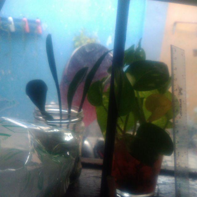 Tanaman Hias Gantung Episcia Merah / Episia Bludru Merah