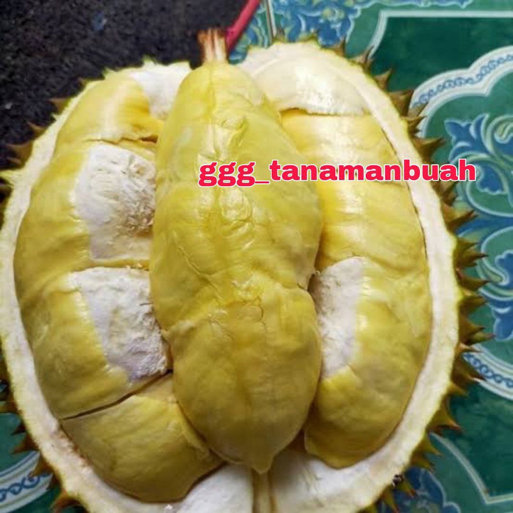 Bibit Durian Matahari Kaki 3 Super Okulasi