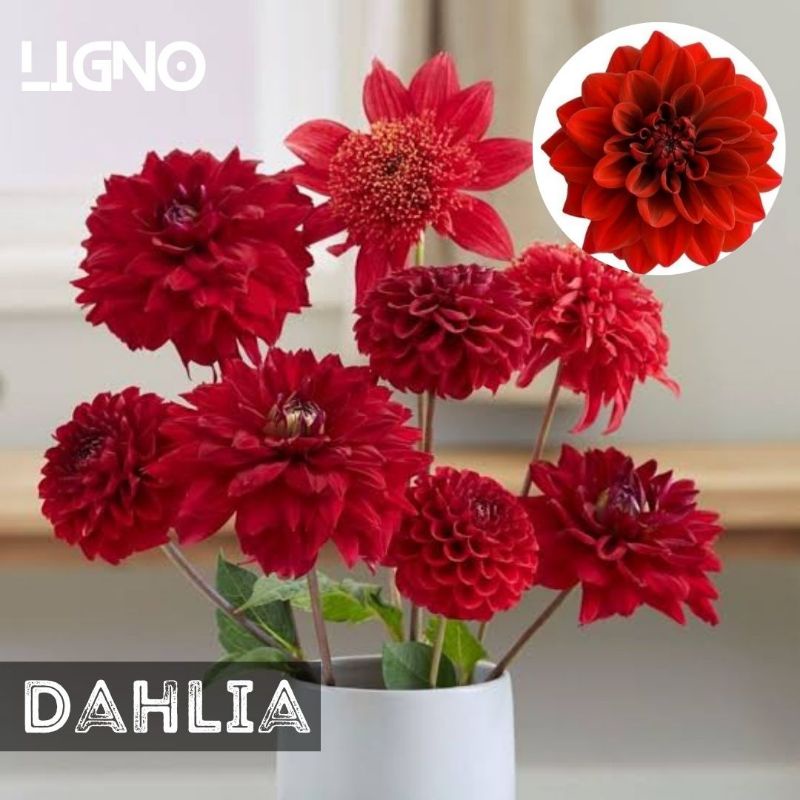 Benih DAHLIA RED Biji Bunga