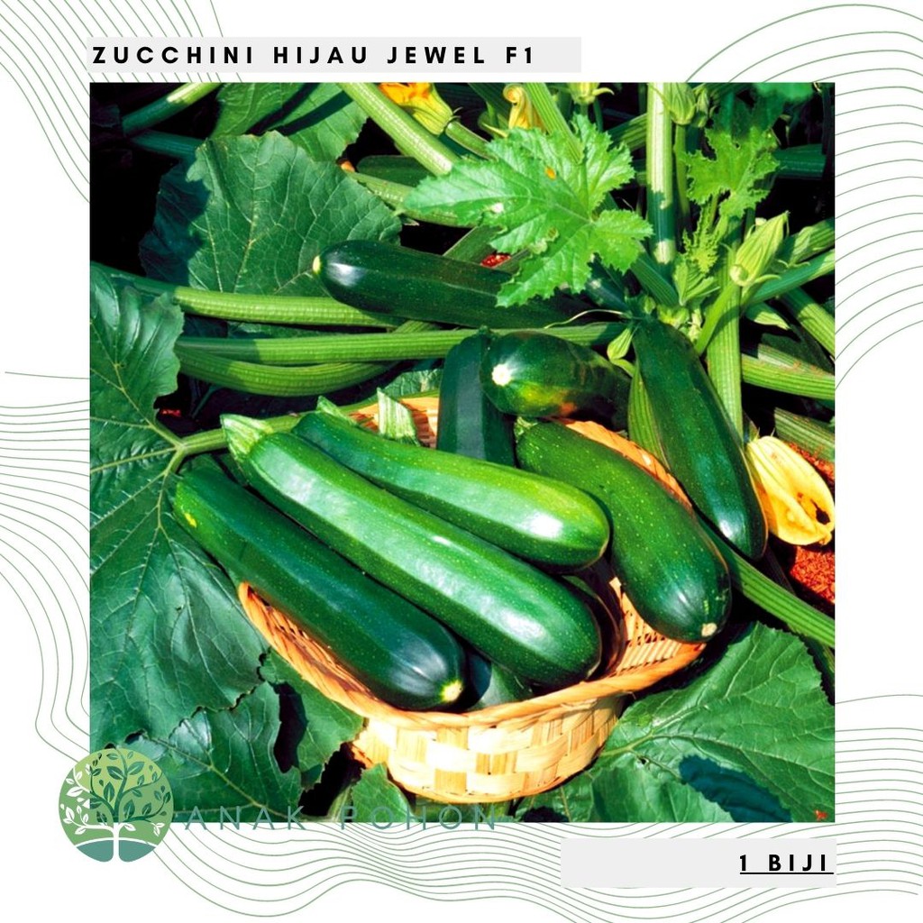 Benih Bibit Biji - Zucchini Jewel / Zukini Hijau Hibrida F1 Green Courgette Summer Squash Seeds