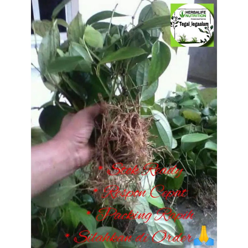 Bibit Tanaman Lada Perdu Unggul