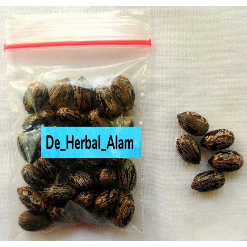 Benih biji jarak merah/bibit biji jarak merah isi 10 biji