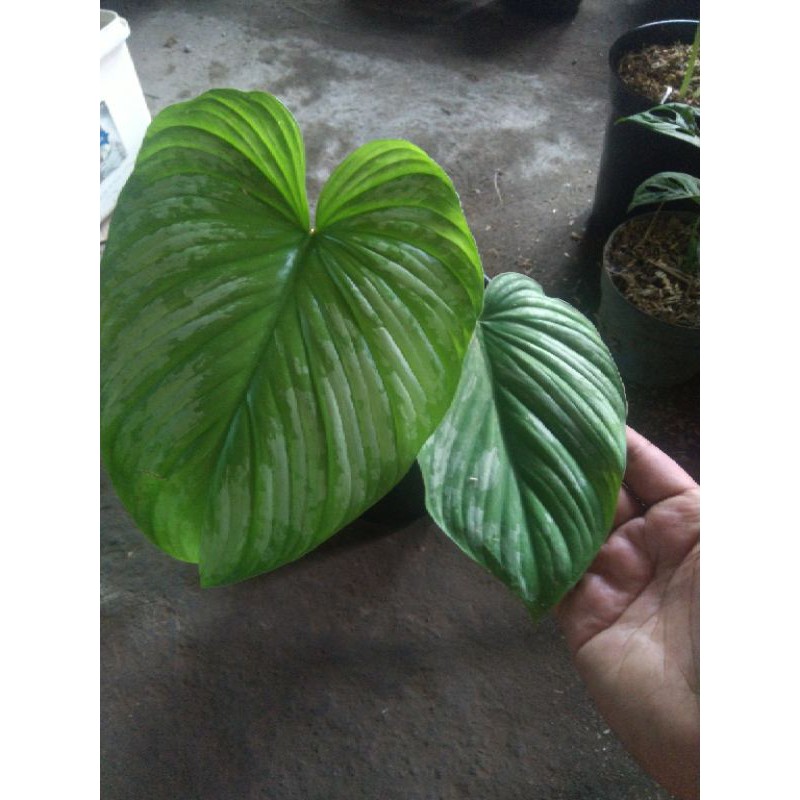 philodendron Mamei Silvercloud
