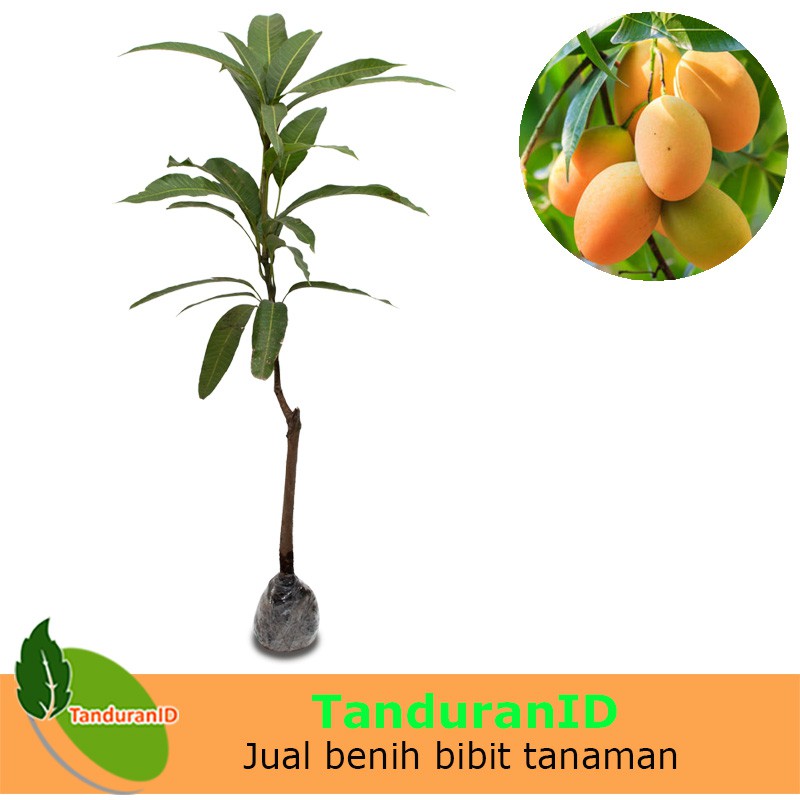 Bibit Tanaman Mangga Madu Anggur