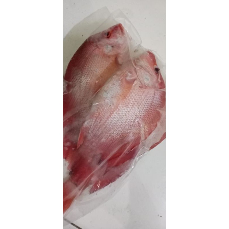 

ikan kakap merah fresh