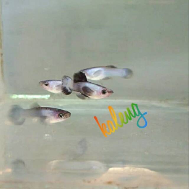 Guppy mini panda
