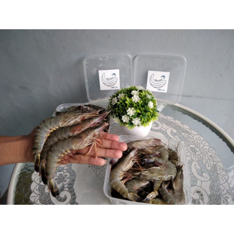 

Udang Windu/Tiger size 30 1 kg