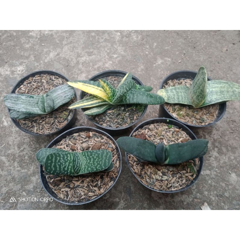 gasteria paket