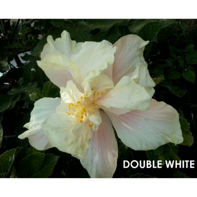

Hibiscus Double white
