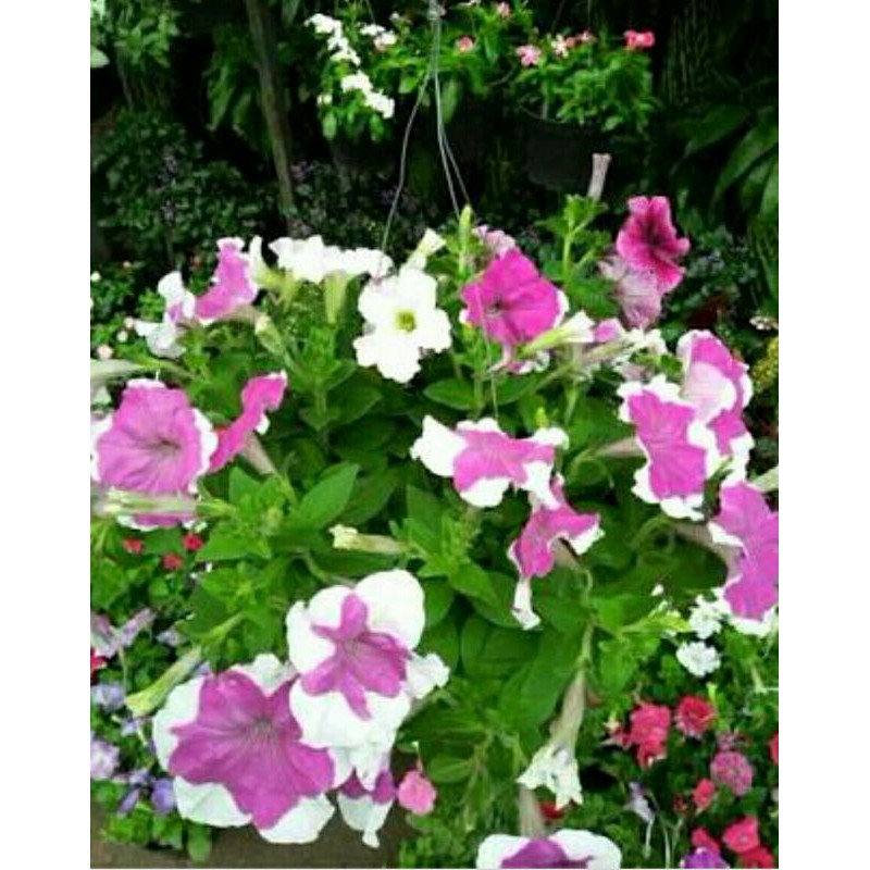 petunia