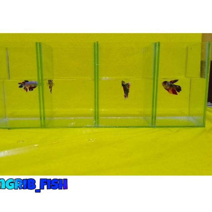 Terbaru - Soliter Ikan Cupang 4 Sekat Aquarium 4 Kamar / 4 Ruang .