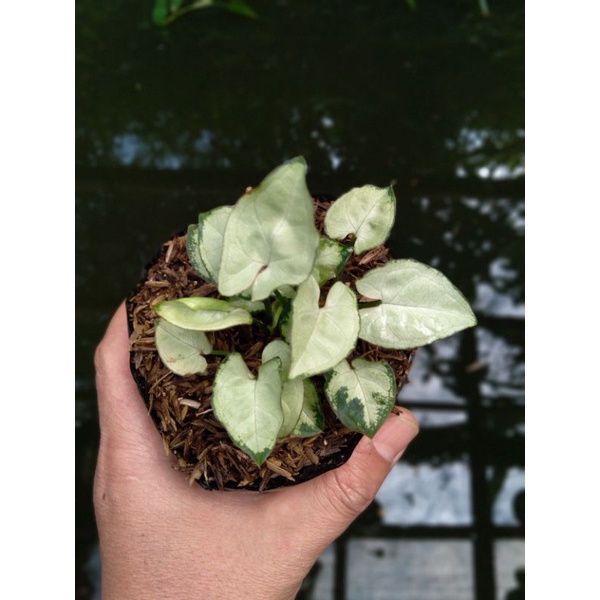 syngonium mini syngonium liliput