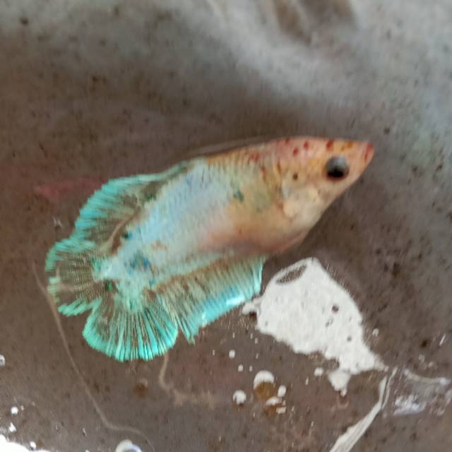 Ikan Cupang Double Tail Candy Copper Besgel Shopee Indonesia