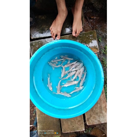 ikan koi platinum selayer