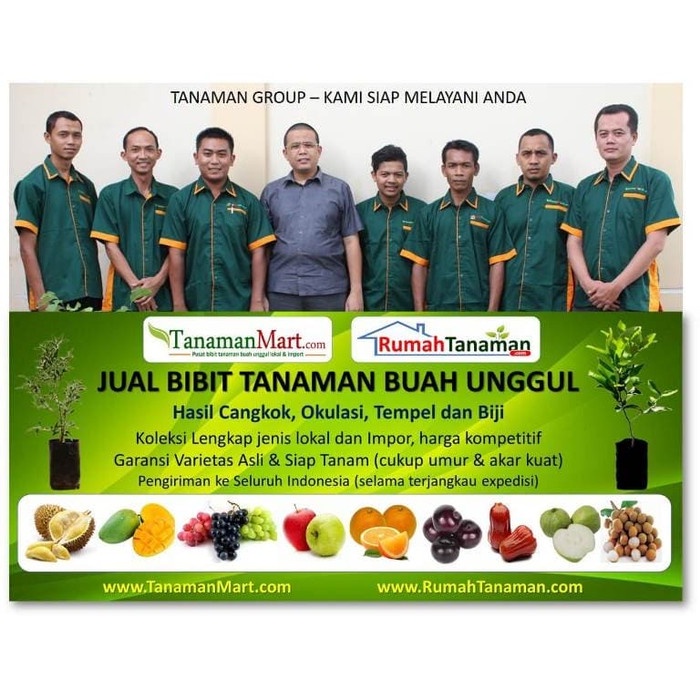 DISCOUNT BIBIT TANAMAN BUAH KELENGKENG PINGPONG UNGGUL, MURAH, BERGARANSI