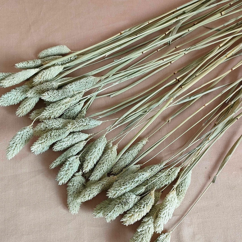 (50pcs) Dried Phalaris Bunga Kering Asli Dried Flower Buket Hias Dekorasi Pajangan Buket Bunga