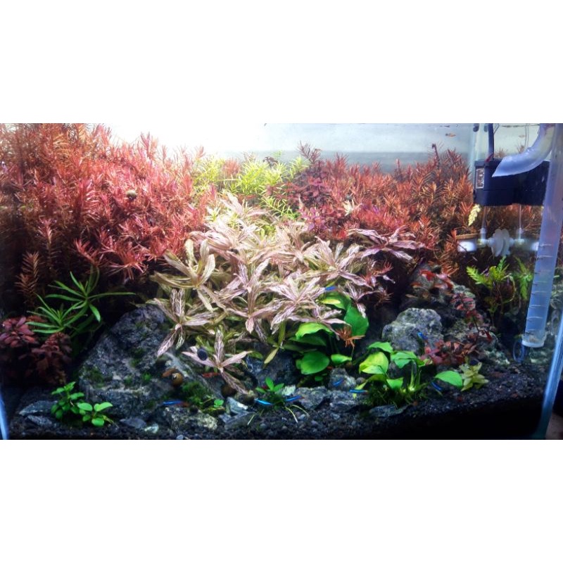 paket pupuk cair aquascape