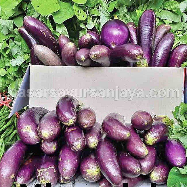 Terong Hijau Terong Ungu Sayur Terong 250 Gram Shopee Indonesia