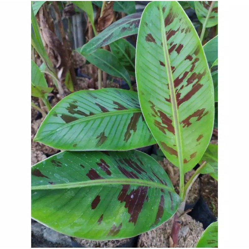 Tanaman Hias Banana Blood's