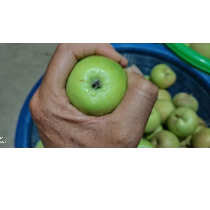 Big Ramadhan⭐ buah Apel Termurah manalagi/apel malang fress 1kg (15-22buah) |Promo|launching|New