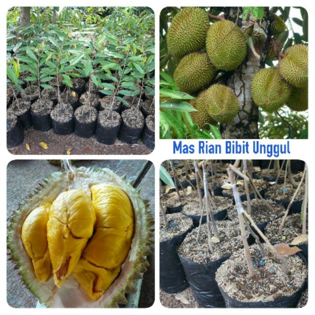 Bibit Buah durian musang king kaki 3 siap berbuah