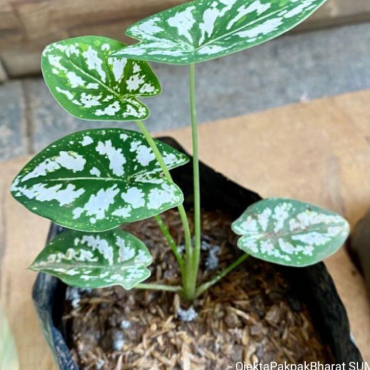 Bibit  Umbi Caladium humboldtii Keladi Liliput Caladium Variegata Bunga & Tanaman