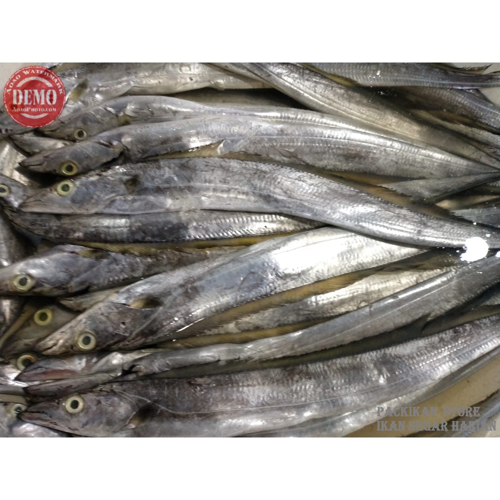 

Ikan Layur Ikan Segar Fresh Bergaransi