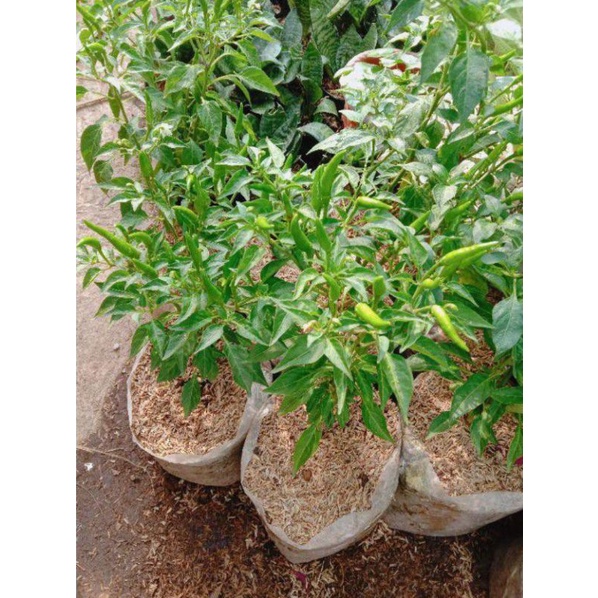pohon cabe rawit hijau