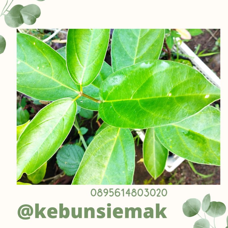 

Daun Cincau Perdu 100gram