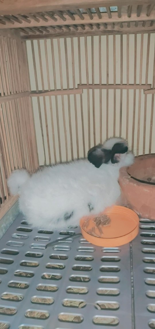 Pupuk Granule Modern Nasa 10kg Terlaris 100% Nasa - Mr_andreandra