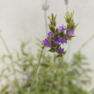 Tanaman hias Lavender Gold Creek lavender asli wangi - Lavender Asli Gold Creek / Lavendula Angustifolia / English Lavender