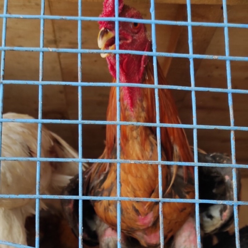 

AYAM JAGO BERSIH HALAL MURAH BERKUALITAS [1000gr++]