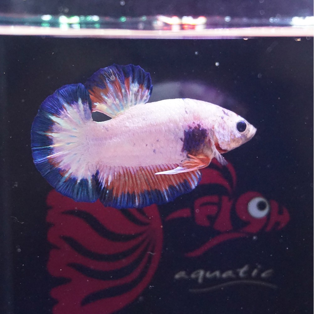 cupang male plakat blue rim flamingo jantan 0201