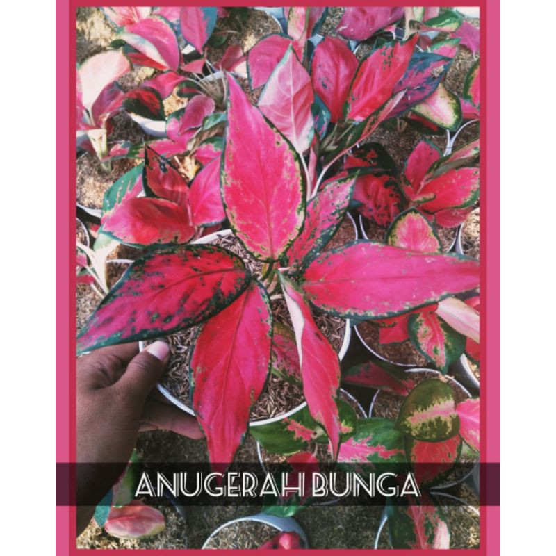 AGLONEMA VENUS GARUDA