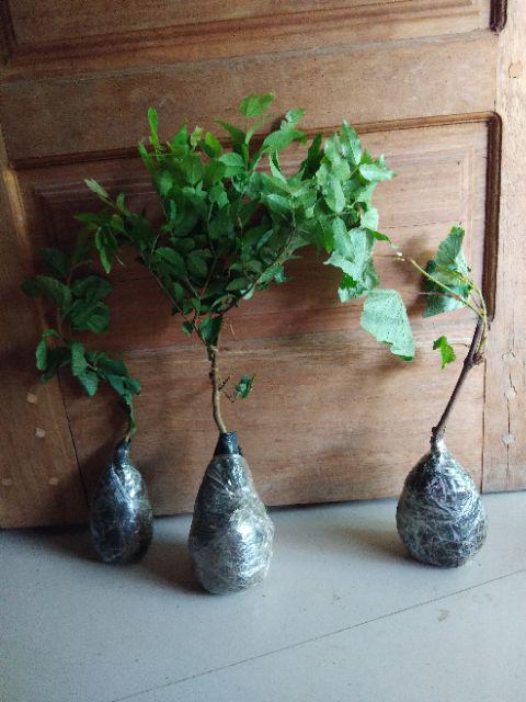 Tanaman Bidara Arab (buy 1 Get 1)