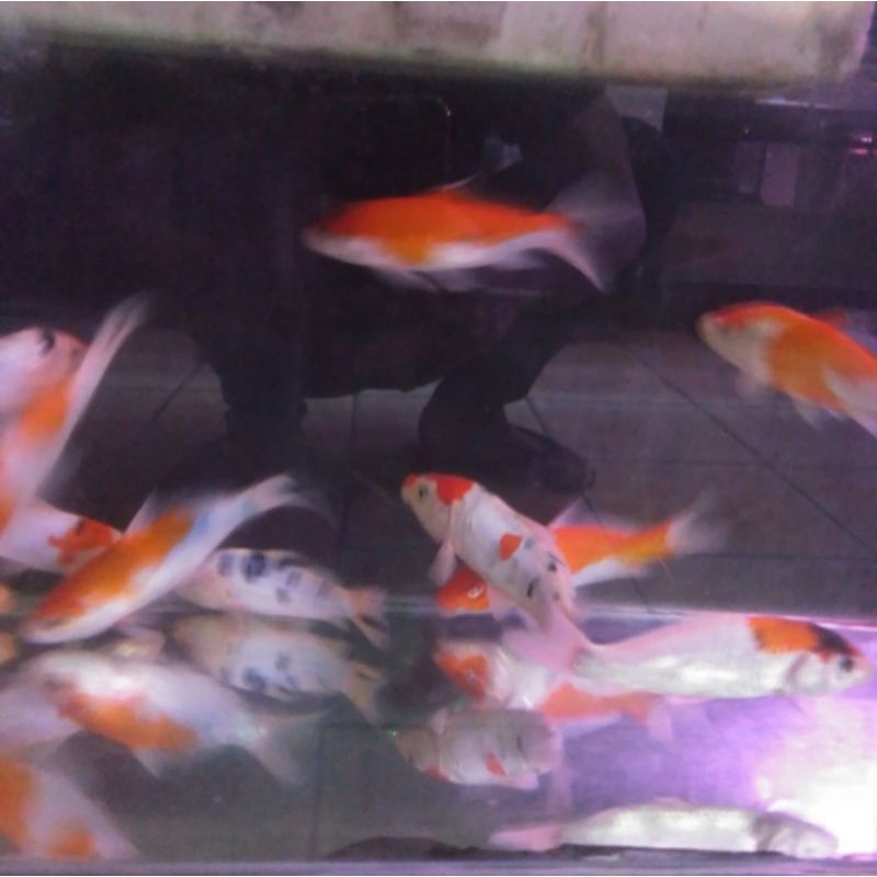 KOI Sukabumi 5-7 CM