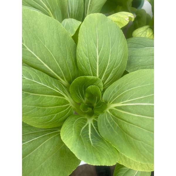 

Sayur Pakcoy Hidroponik