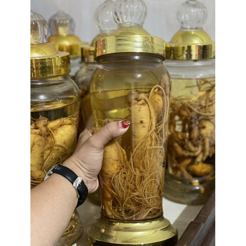 

Gingseng Merah Korea Hidup Asli Umur 10tahun