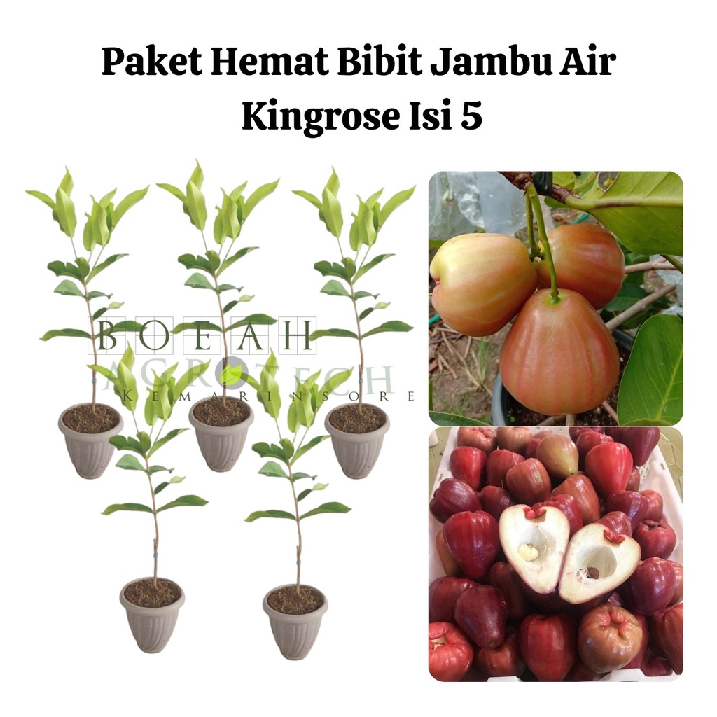 Paket Hemat Bibit Jambu Air Kingrose Okulasi Isi 5 Bonus Strawberry+Polibag