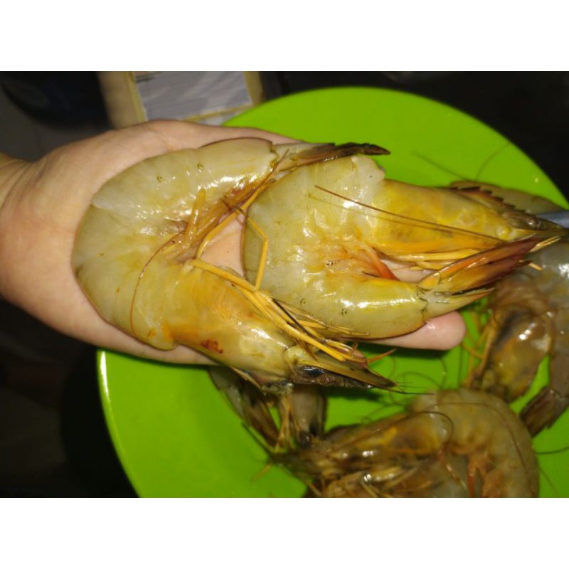 

Udang Jumbo 1Kg