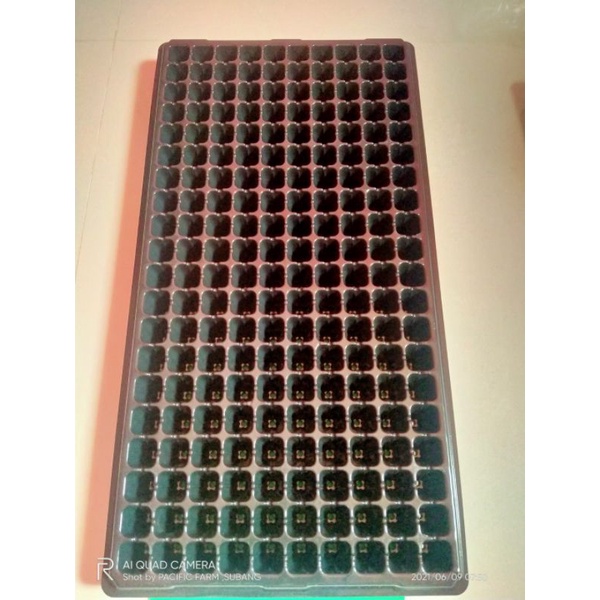 tray semai 200lubang