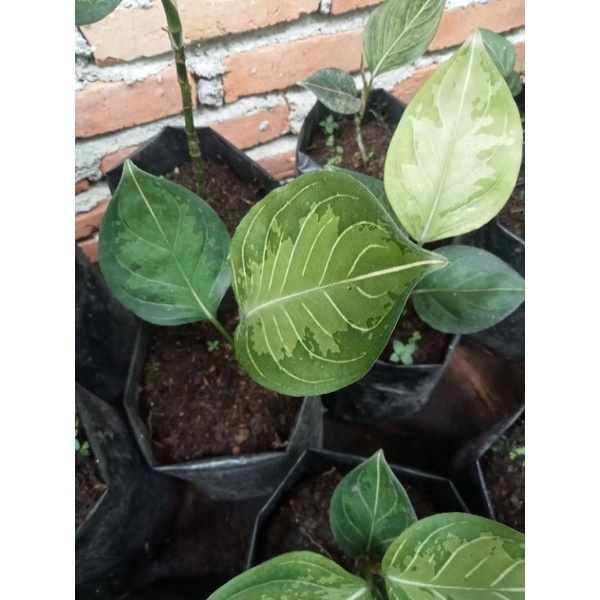 rotundum army isi 10 pohon