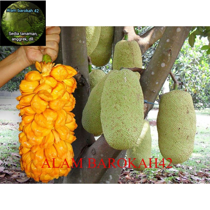 Bibit nangka cempedak / cempedak
