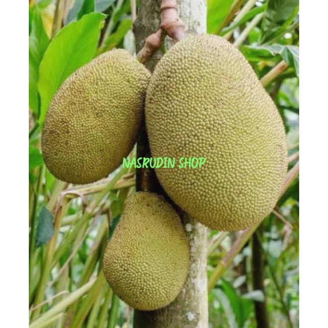 BUAH NANGKA SAYUR UTUH 3KG SEGAR | BUAH NANGKA MUDA DENGAN KULIT