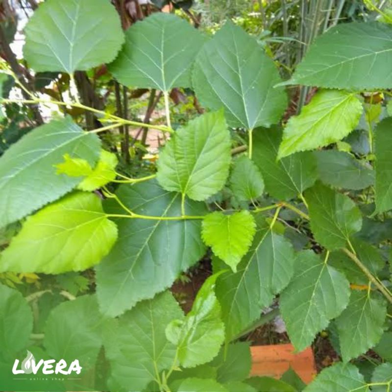 

Daun Murbei Segar - Fresh Leaf Murberry (1pc / perhelai)