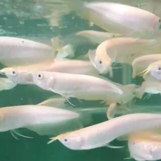 Ikan Arwana Silver Albino Shopee Indonesia
