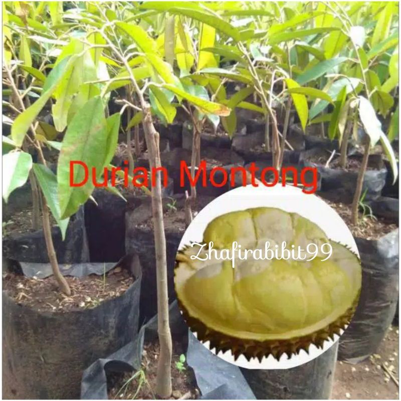 Bibit Durian Montong Asli