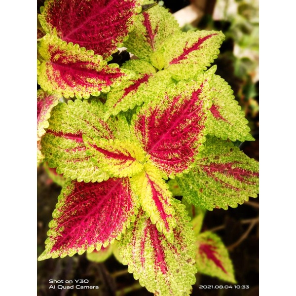 Sudah Berakar Miana Premium warna cantik kuning dan merah