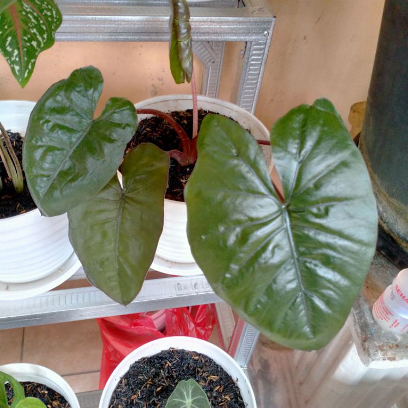 Tanaman lompong hitam